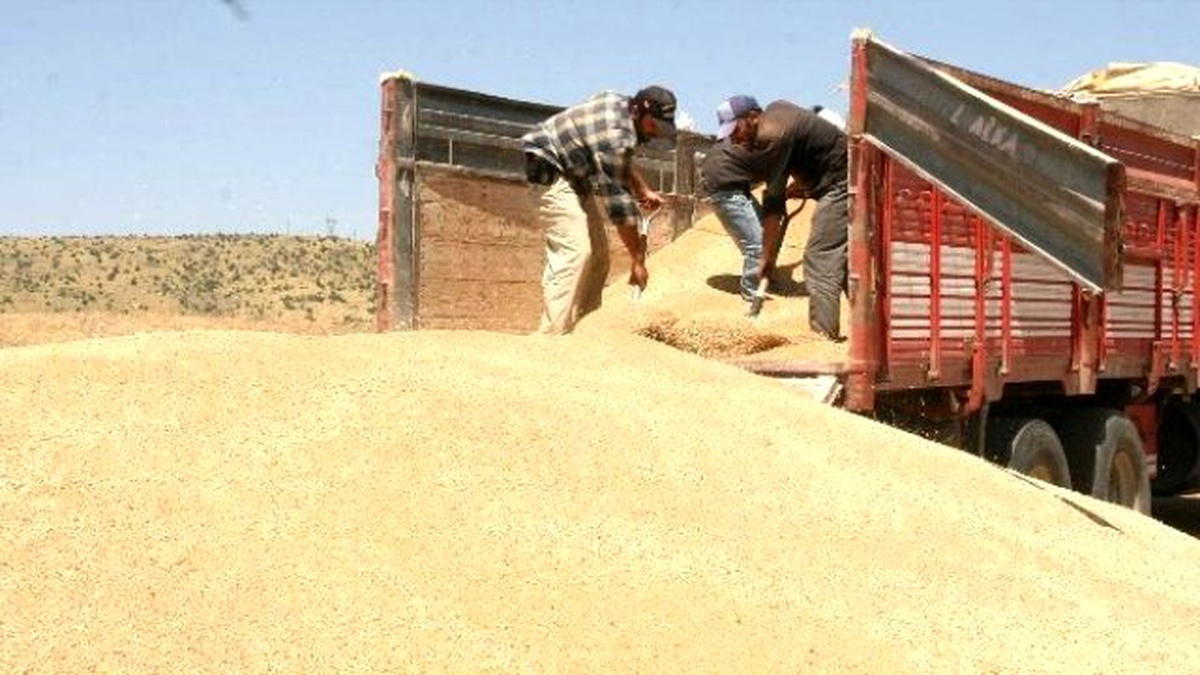 Yozgat\'ta TMO\'da Hububat Alımları Sürüyor