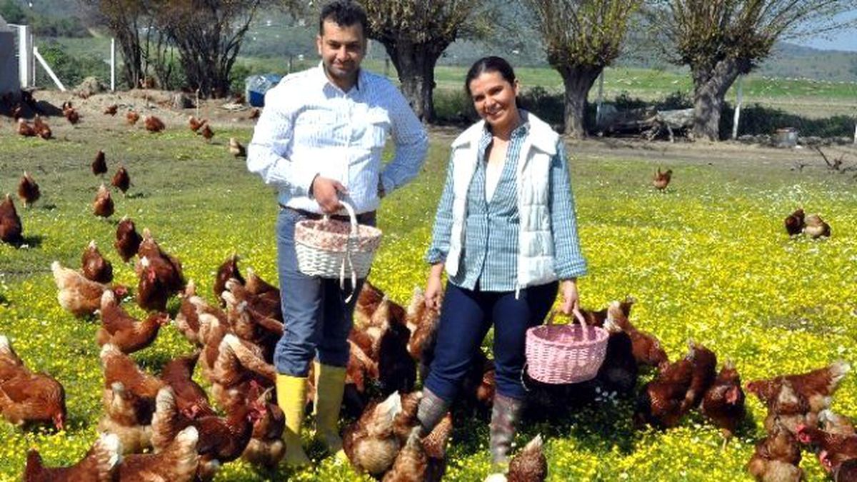Doğal Ortamda Tavuk Çiftliği Kurdular