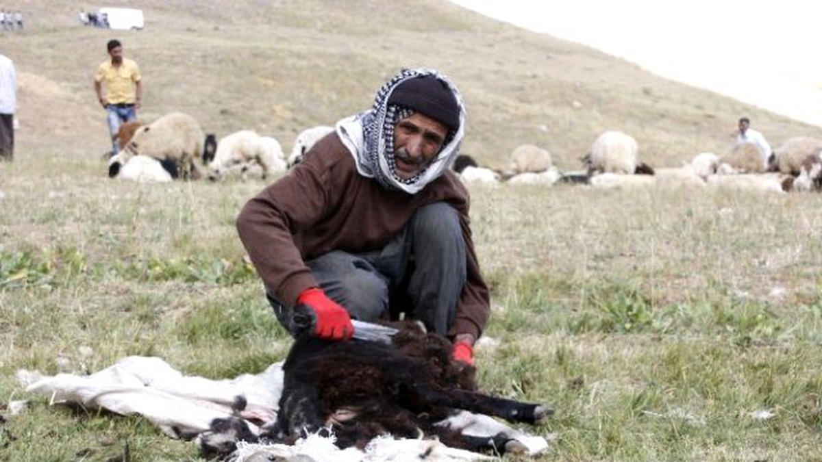 Hakkari\'de Kuzu Kırpma Şenliği Sönük Geçti