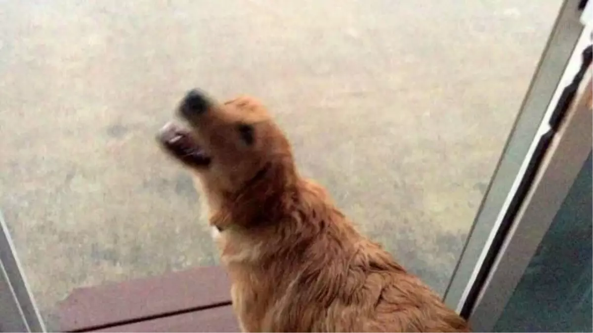 İlk Kez Yağmur ile Tanışan Golden Retriever