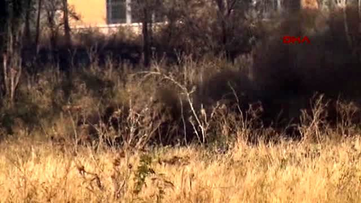 Kayseri Polis Memuru Kaplumbağayı Yanmaktan Kurtardı