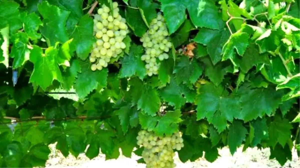 Manisa\'nın İki Değeri; Üzüm ve Mesir Macunu Gazozda Buluştu