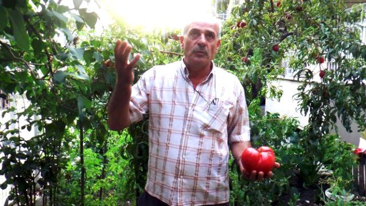 Bahçesinde 1 Kiloluk Domates Yetiştirdi