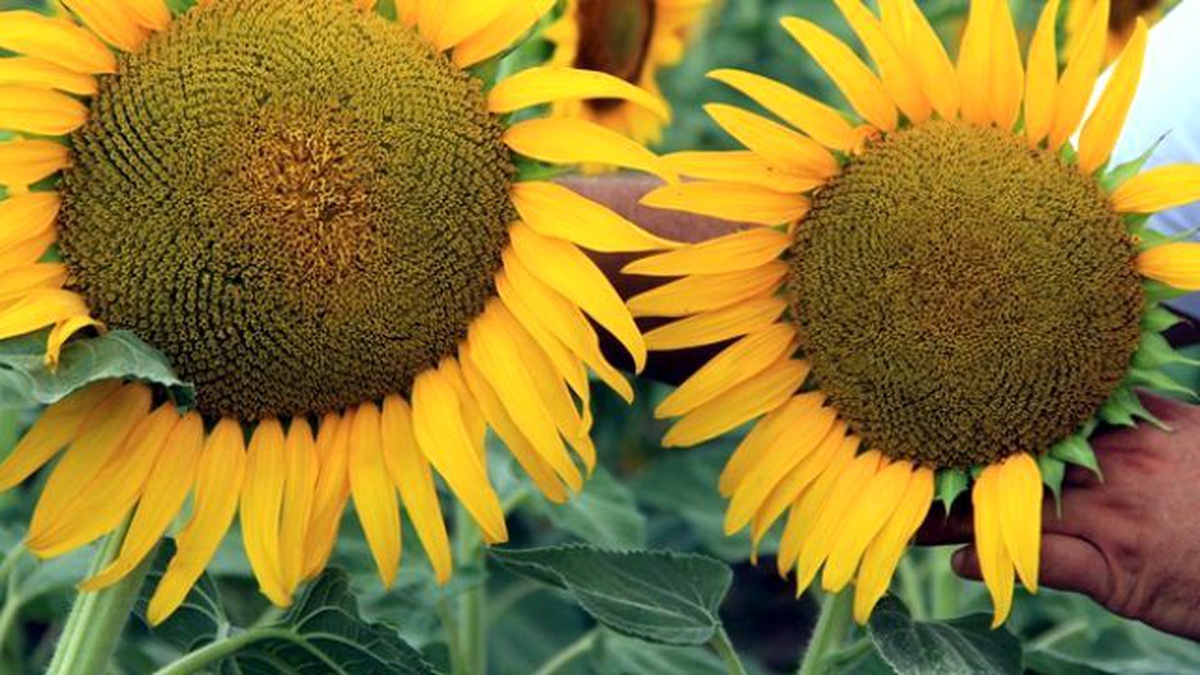 Düşük Rekolte, Yağda Fiyat Artışı Beklentisi Yarattı\'