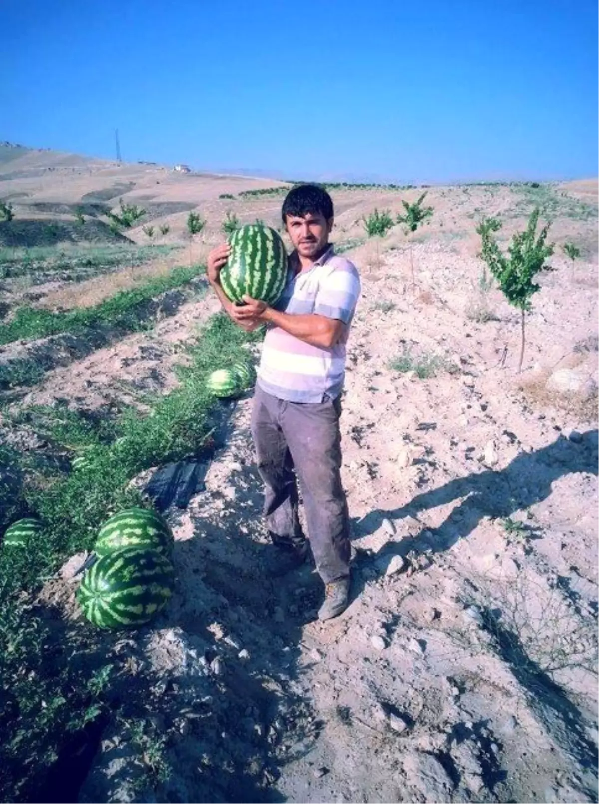 Geçimlerini Karpuzdan Sağlıyorlar