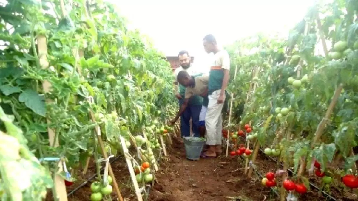 Somali Tarım Okulu Projesi Meyvelerini Verdi