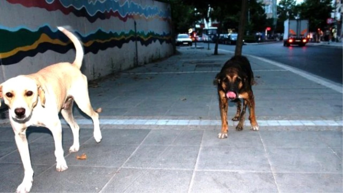 Tekirdağ\'da Sahipsiz Köpekler Vatandaşları Korkutuyor