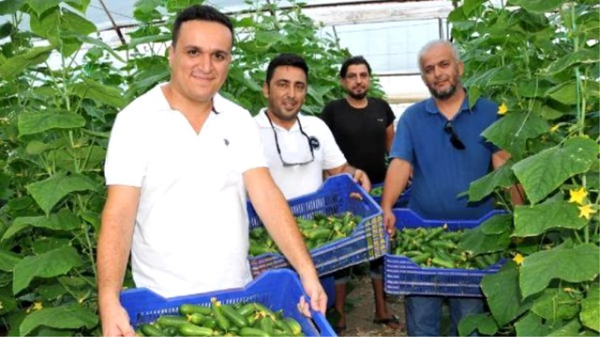 Yazın Serada Salatalık Dönemi Başladı