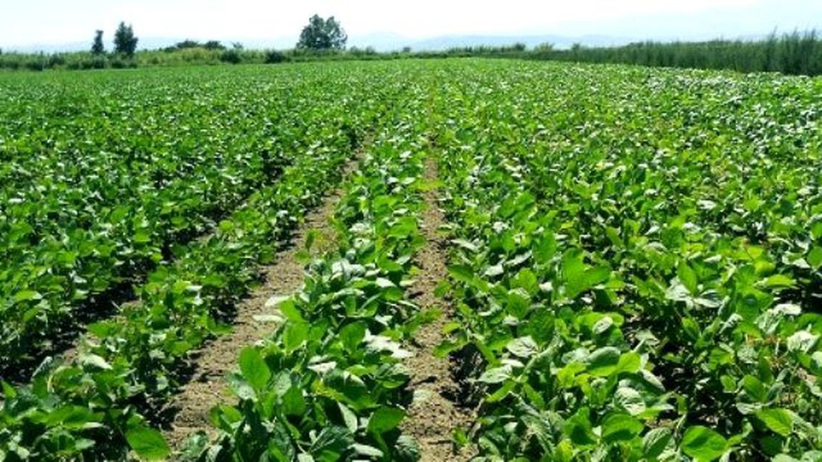 Aydın\'da Soya Ekim Alanları Arttı