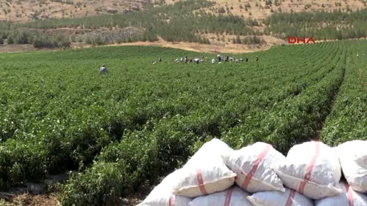 Gaziantep\'te Kansorejen Etkisi Olmayan Biber Üretildi