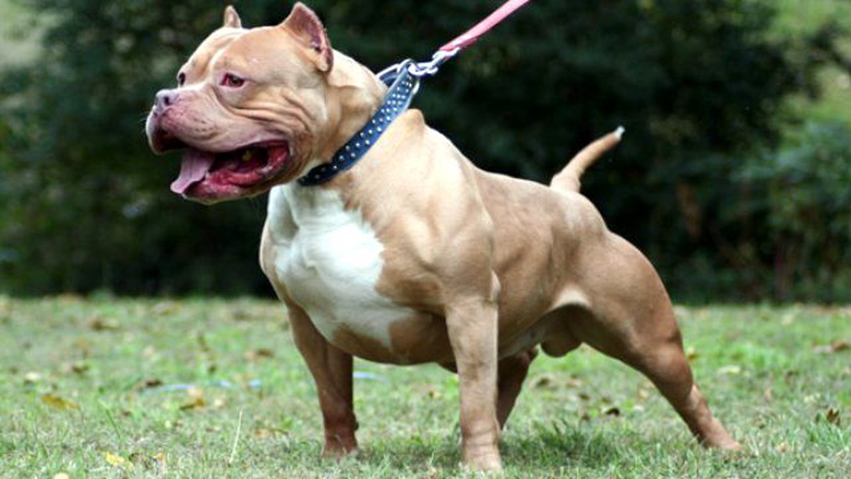 Köpeğini Kurtarmak İsteyen Vatandaş, Parmağını Pitbullara Kaptırdı