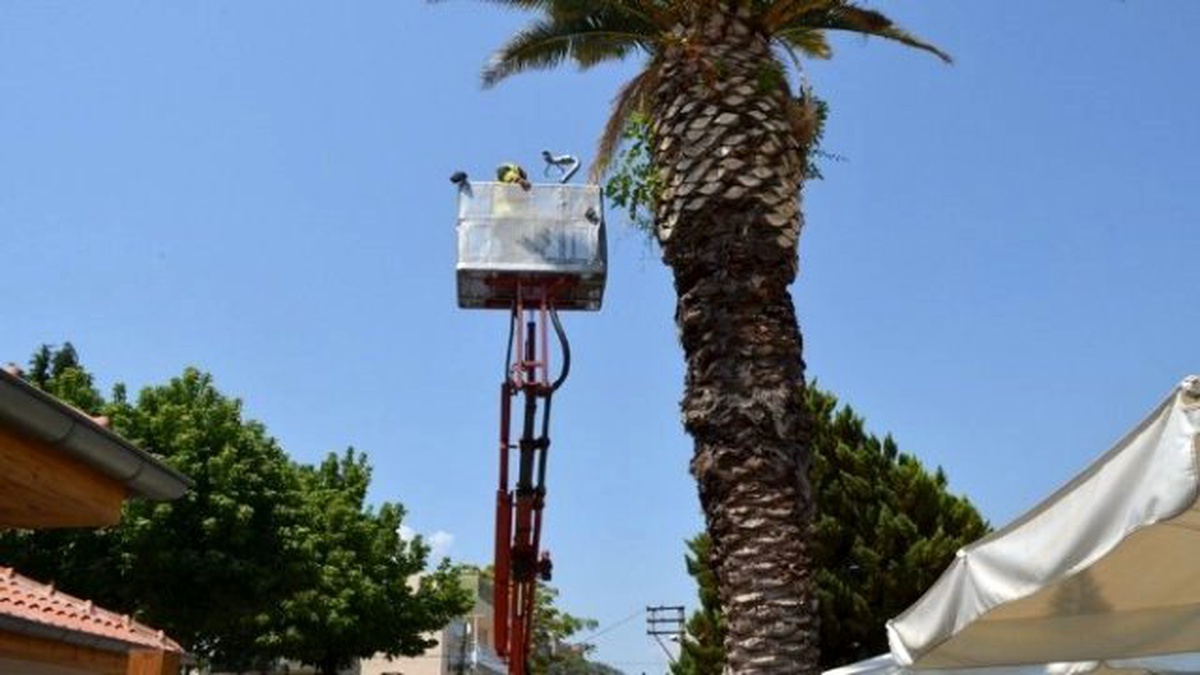 Selçuk\'ta Yavru Kumru Seferberliği
