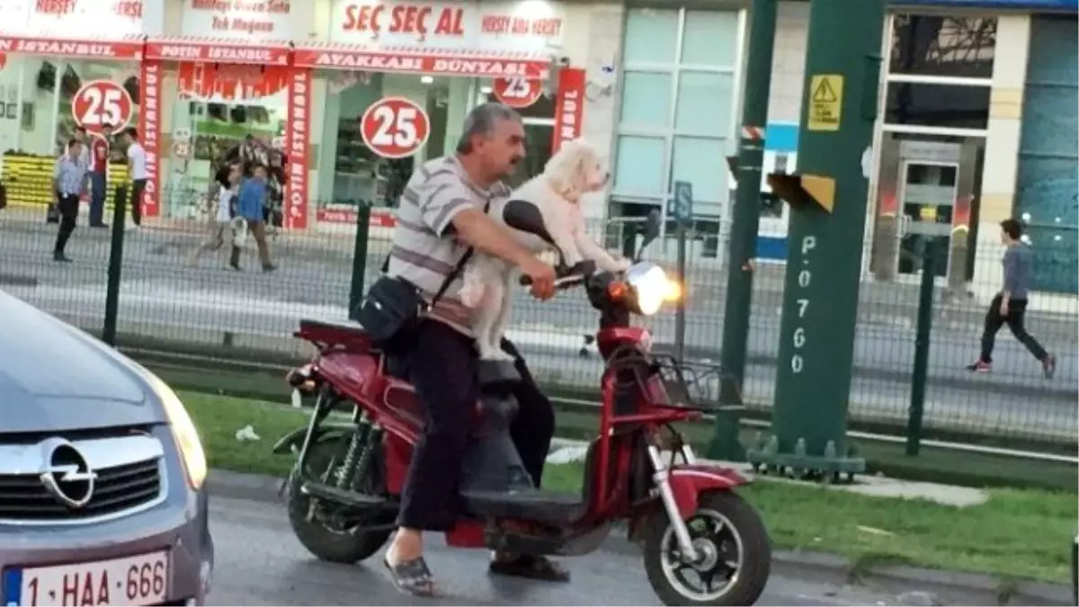 Süs Köpeğinin Motosiklet Keyfi