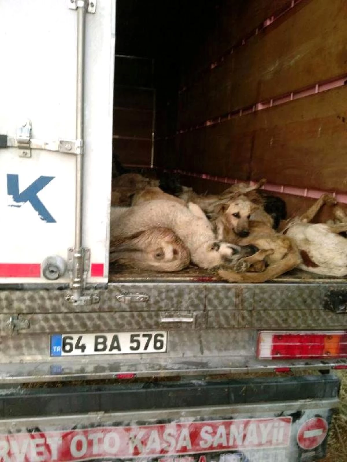 Telef Olan Köpekler İçin TIR Şoförüne 69 Bin Lira Ceza Kesildi