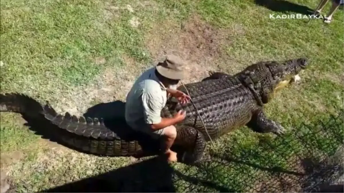 Timsahla Rodeo Yapan Çılgın Adam!