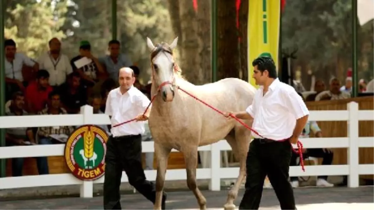 Umurşah\', 230 Bin Liraya Satıldı