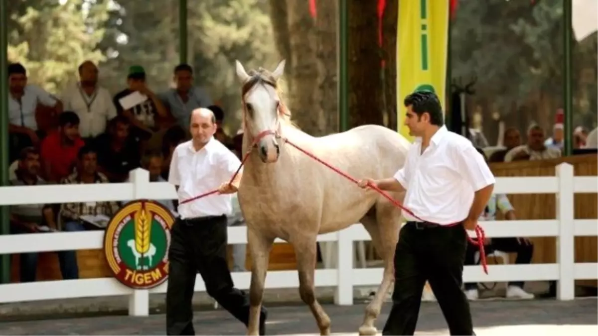 Villa Fiyatına Taylar Kapışıldı