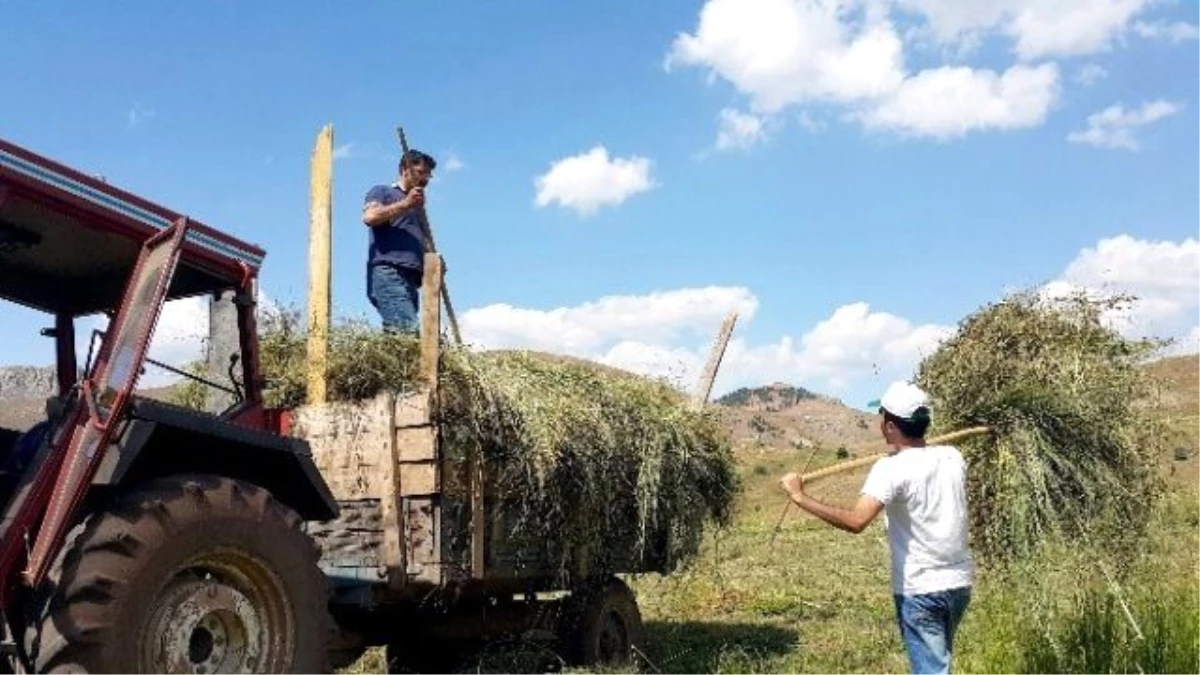 Gümüşhane\'de Hasat Mevsimi Son Günlerini Yaşıyor