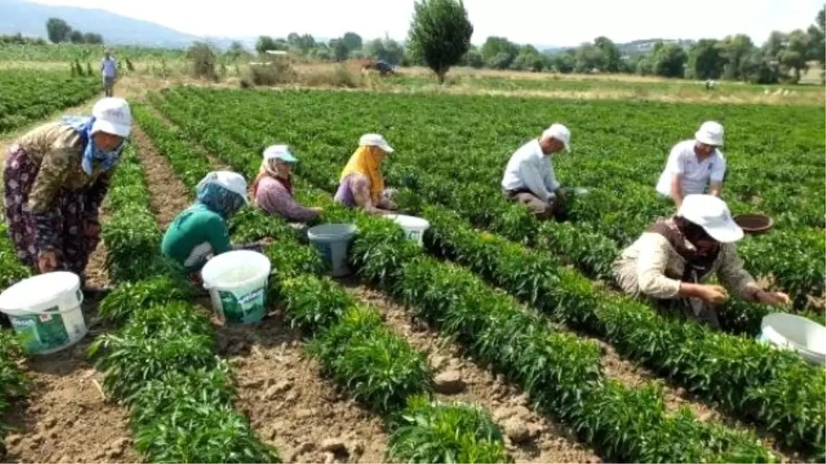 Turşuluk Acı Biber İvrindili Çiftçinin Yüzünü Güldürdü