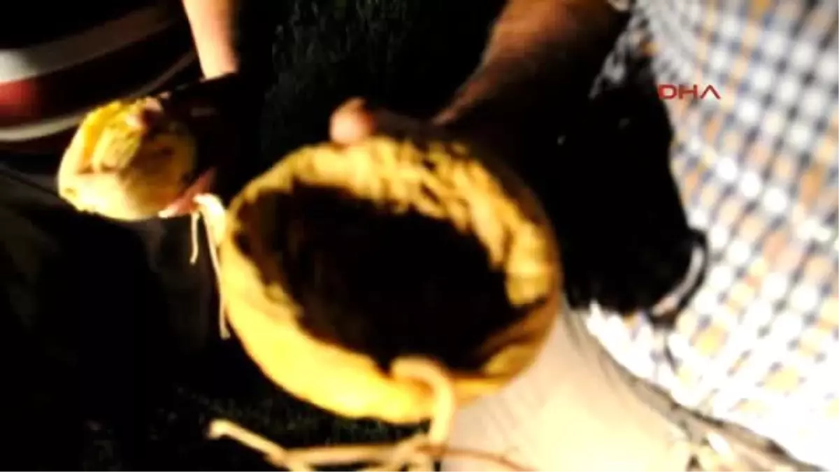 Aydın - Çiftçilerden Domuzlara Karşı Davullu Önlem