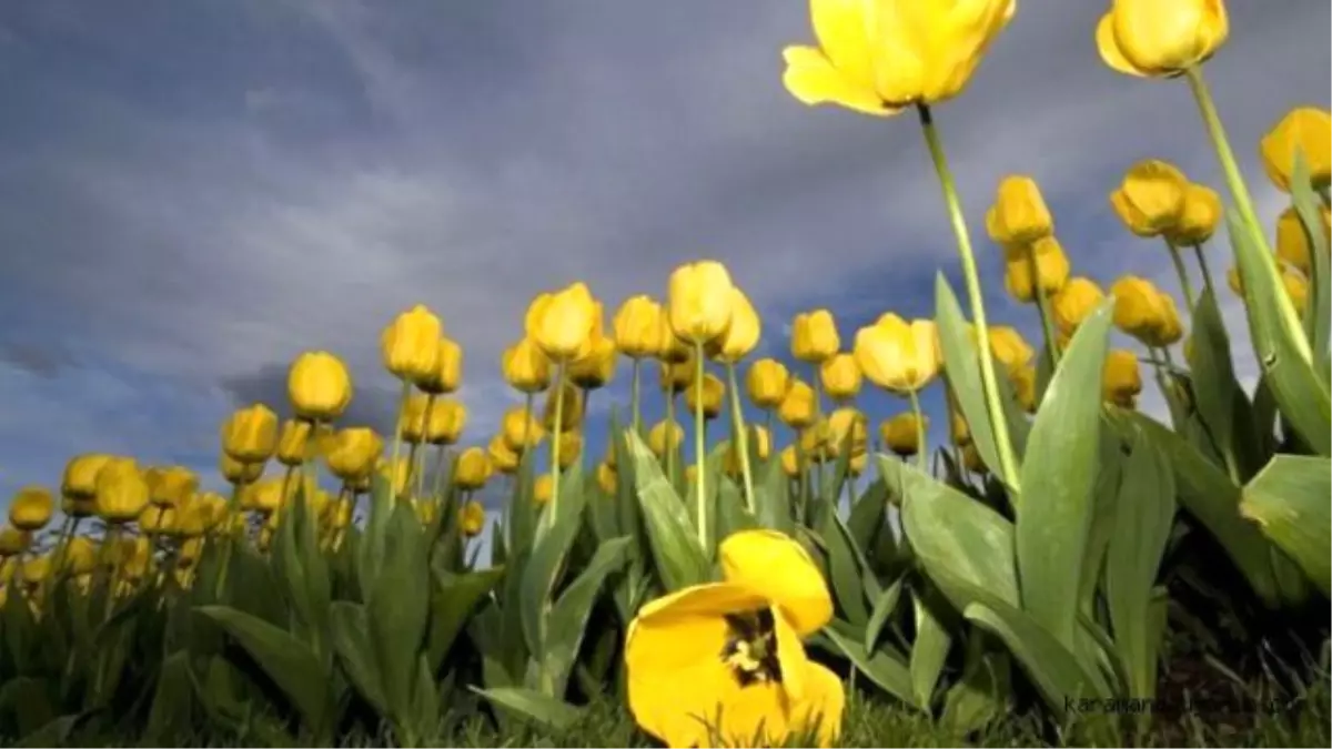 Çocuklara Yönelik "Çiçek ve Doğa" Temalı Fotoğraf Yarışması