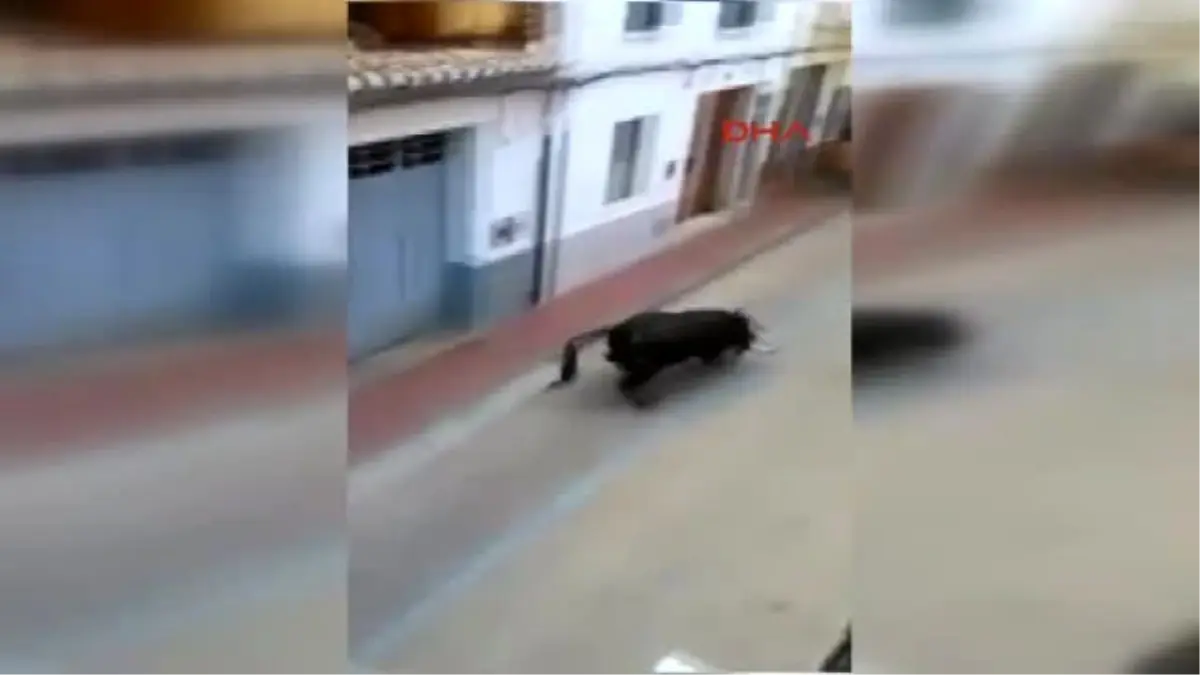İspanya\'da Bir Ay İçinde Beş Kişi Boğaların Boynuz Darbeleriyle Öldü