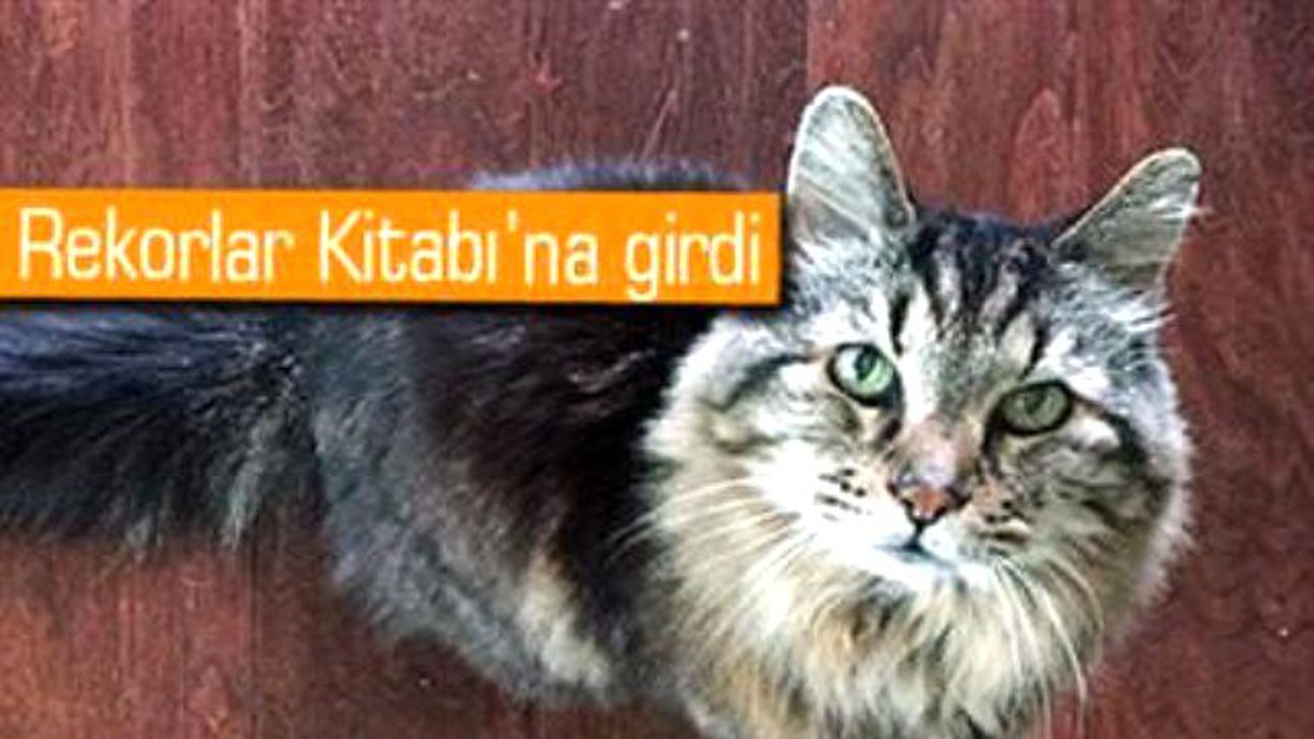 İşte Yaşayan En Yaşlı Kedi