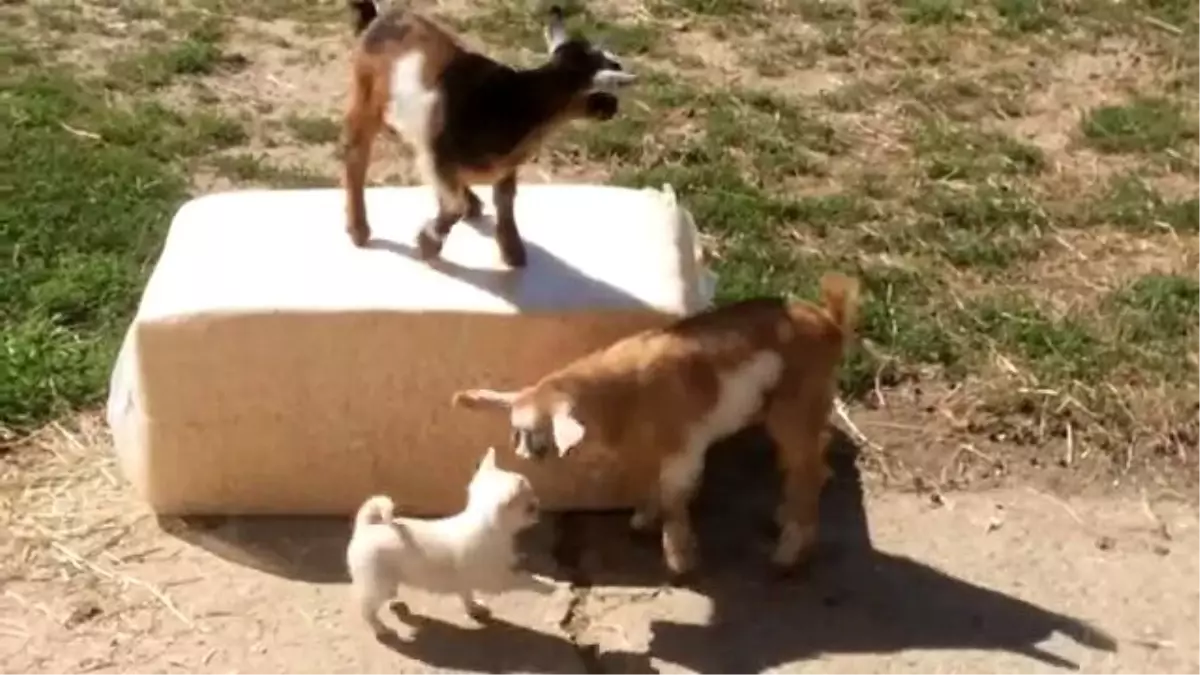 Sevimli Yavru Köpeğin İki Yavru Keçiyle Oynaması