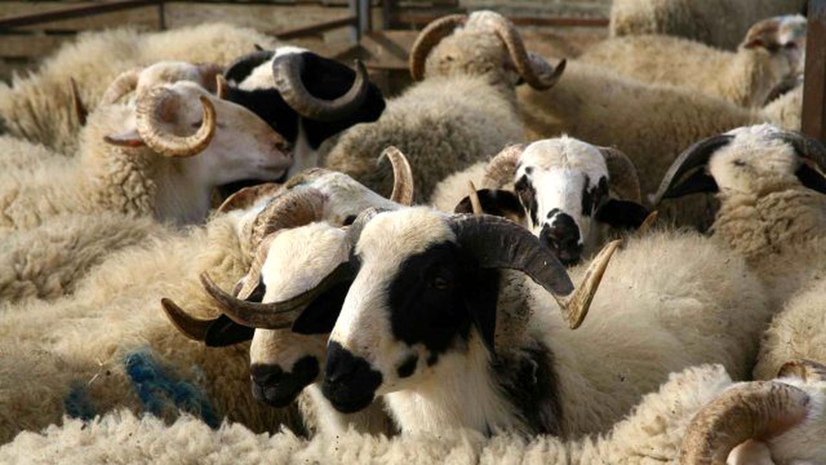 Türk Kızılayı Kurban Bayramı\'na Hazırlanıyor