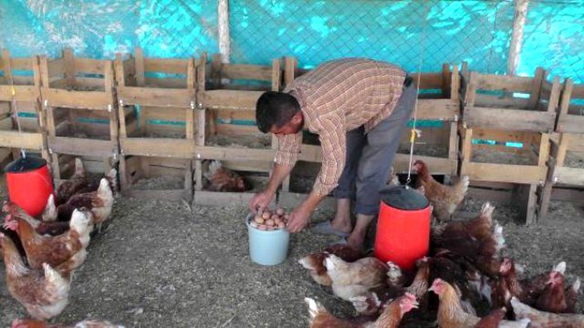 Muşlu Çiftçi, Tavuklarını Mozart'la Yumurtlatıyor