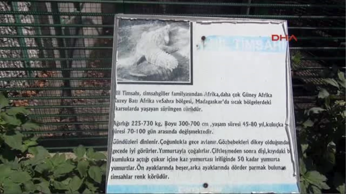 Zonguldak\'ta Timsah, Görenleri Şaşırtıyor
