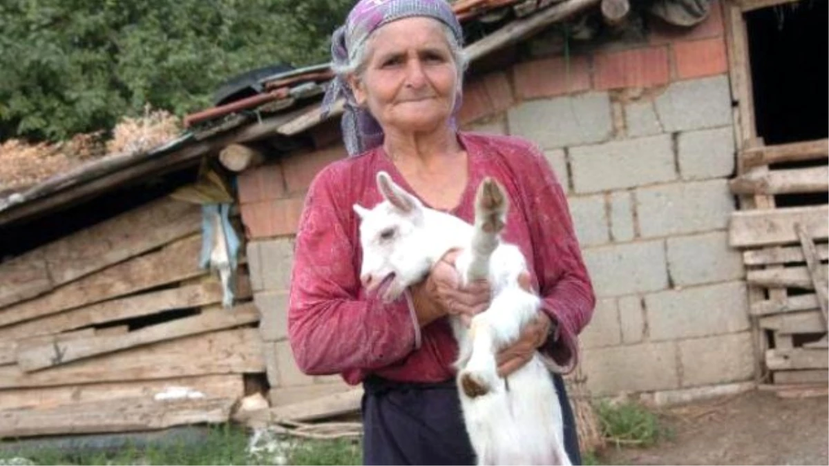 13 Günlük Oğlak Süt Verdi