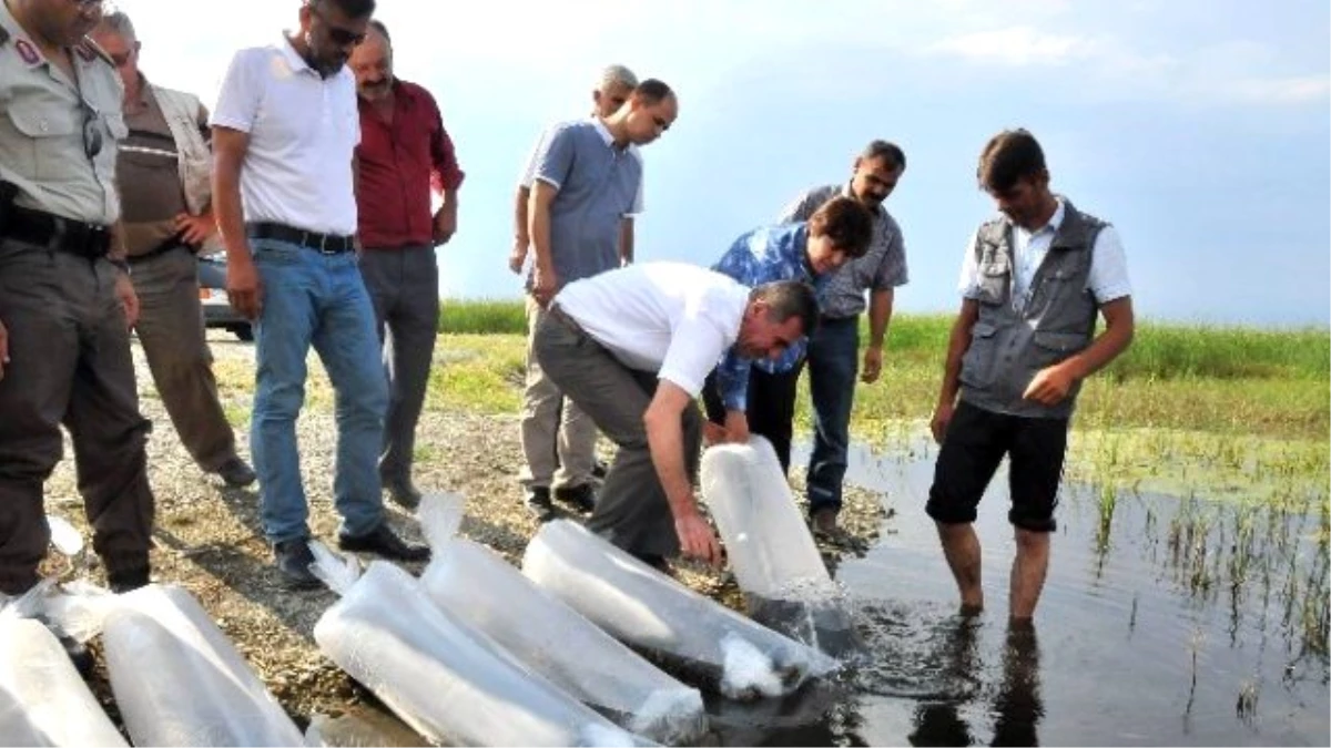 Akşehir Gölü\'ne 25 Bin Yavru Balık Bırakıldı