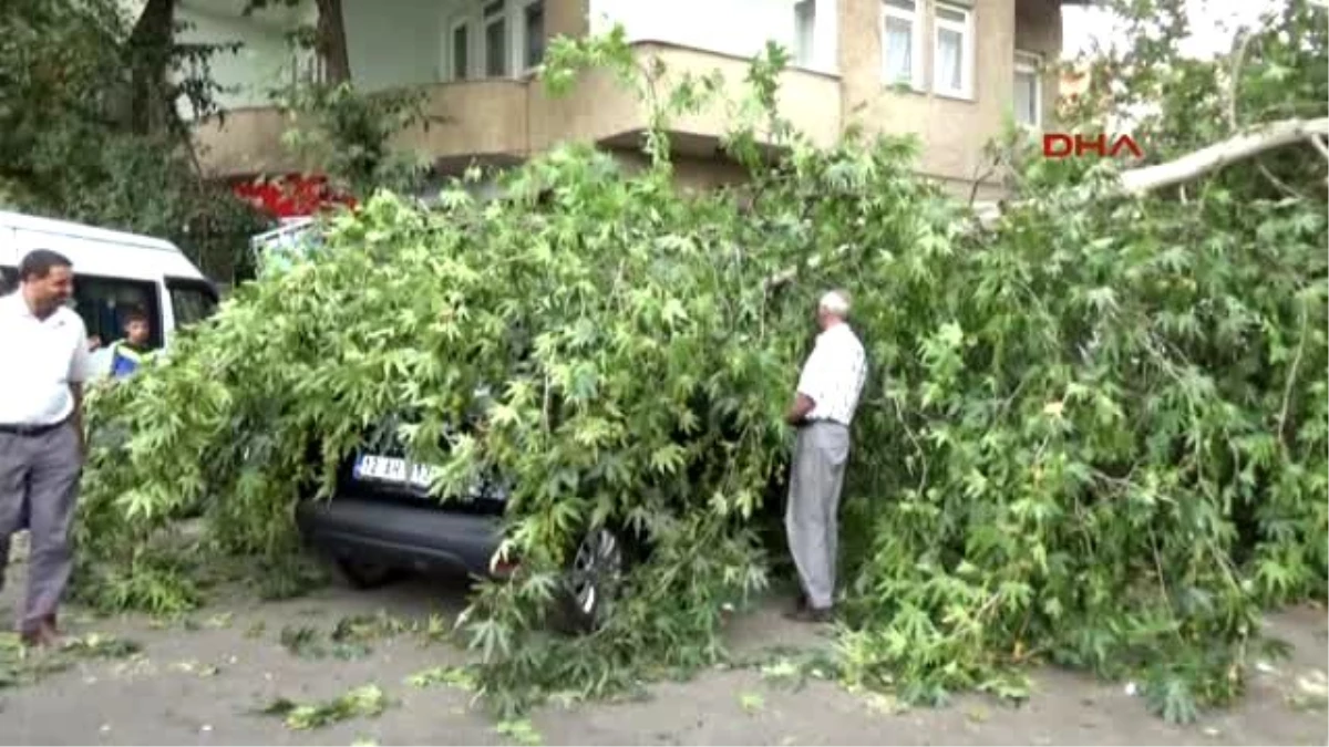 Bingöl - Şiddetli Rüzgarın Devirdiği Ağaç Otomobillerin Üzerine Düştü