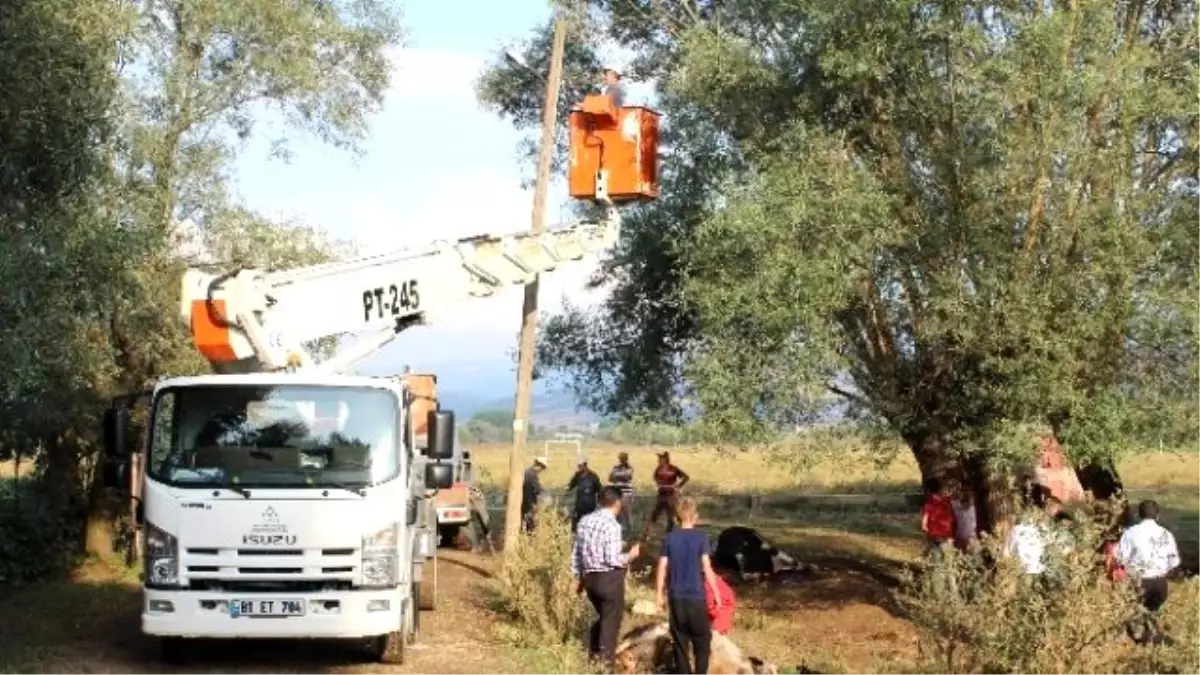 Bolu\'da Elektrik Akımına Kapılan 4 İnek Telef Oldu