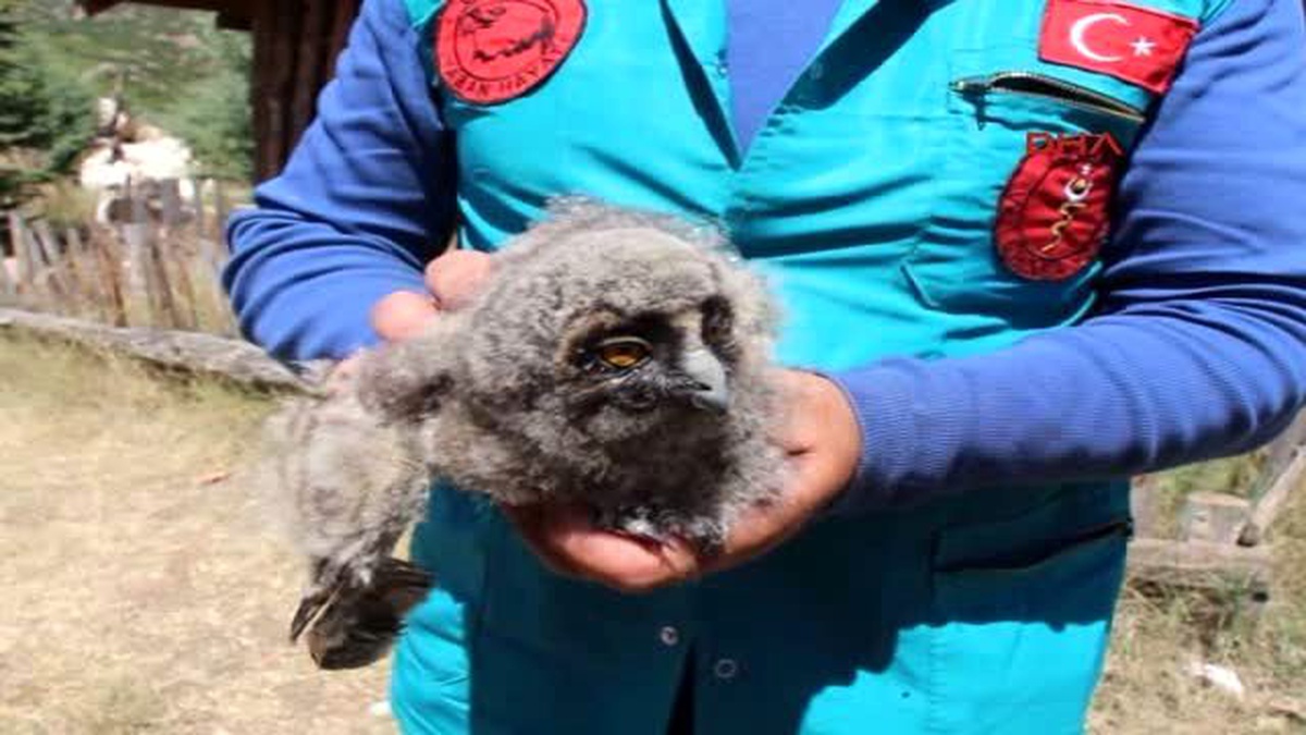 Burdur Yavru Kulaklı Orman Baykuşu Tedaviye Alındı
