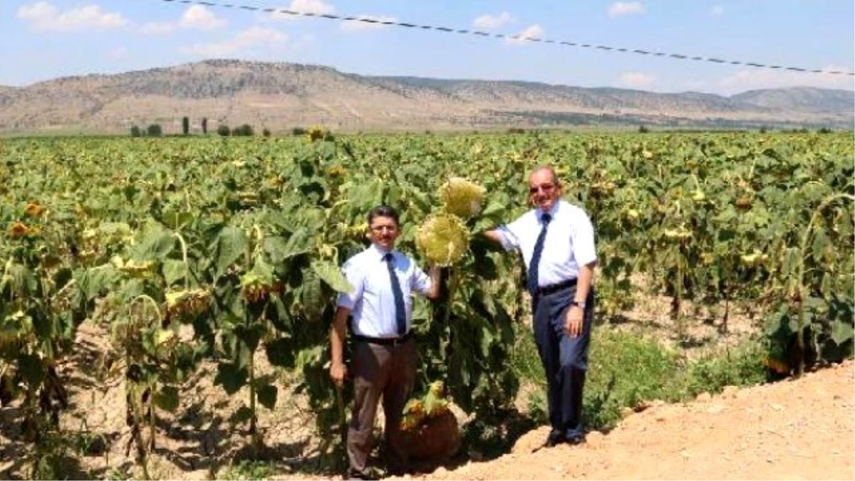 Denizli, Çerezlik Ayçiçeği Üretiminde Zirveye Çıktı