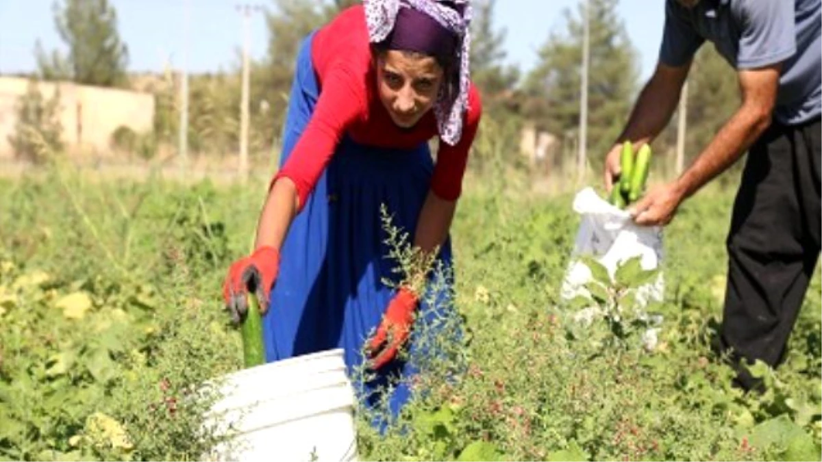 Diyarbakır Salatalığı Pazardaki Yerini Aldı