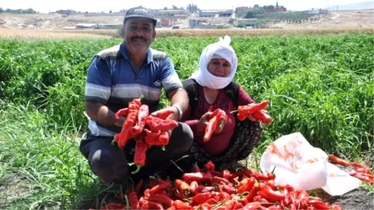 Güvercin Gübresi ile Biber ve Patlıcan Yetiştiriyor