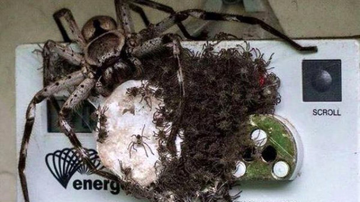 Devasa Örümcek Ve Yüzlerce Yavrusu Korku Saçtı