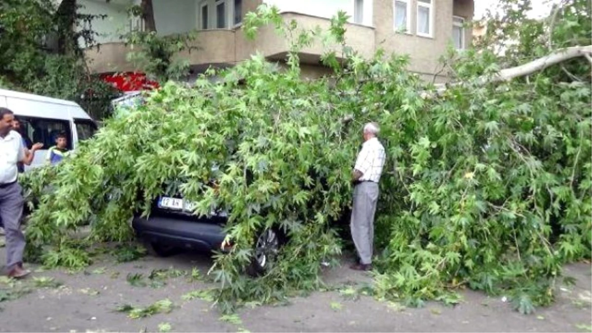 Şiddetli Rüzgarın Devirdiği Ağaç Otomobillerin Üzerine Düştü