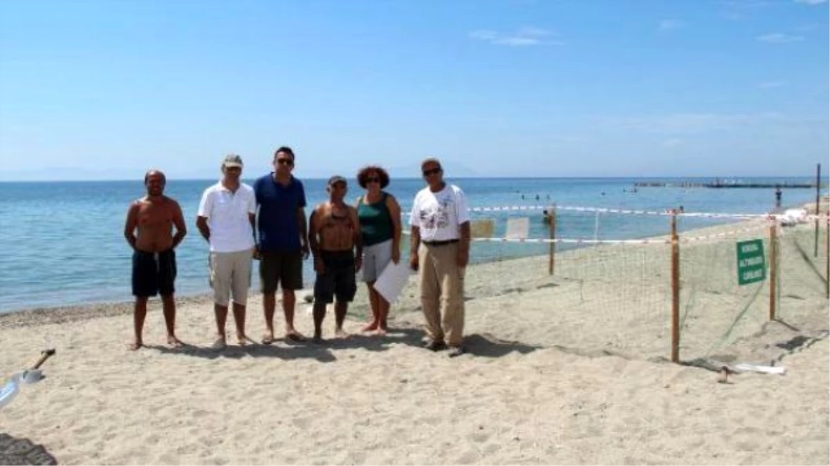 Surprisal Visit Of Caretta Carettas Revealed By New Nesting Ground İn Aegean Beaches