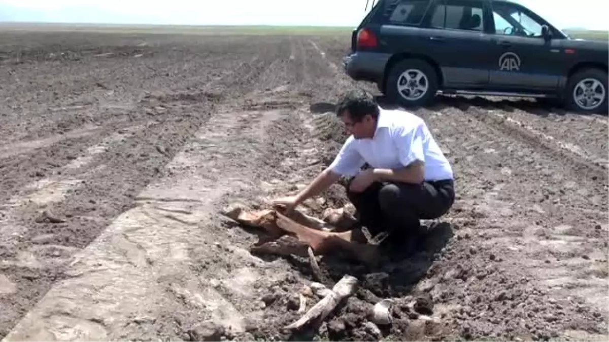 Tarlasını Sürerken "Antik Fil Fosili" Buldu - K.