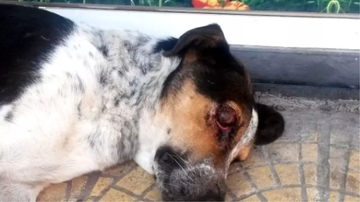 Vicdansızlar Köpeğin Gözünü Patlattı