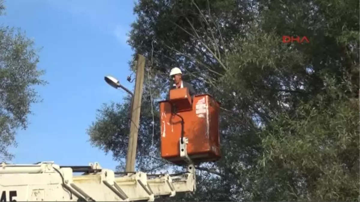 Bolu Köye Kadar İnen Ayılar Üç İneği Telef Etti