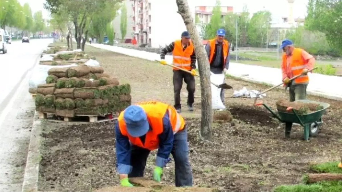 Büyükşehir, 150 Bin Metrekareye Hazır Çim Seriyor