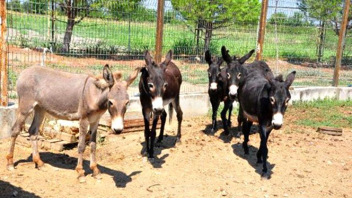 Çöpçü Eşekler Emekliliğin Keyfini Çıkarıyor