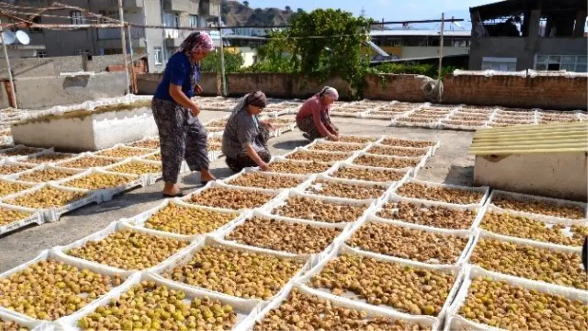 Nazilli İnciri Pazara Çıktı