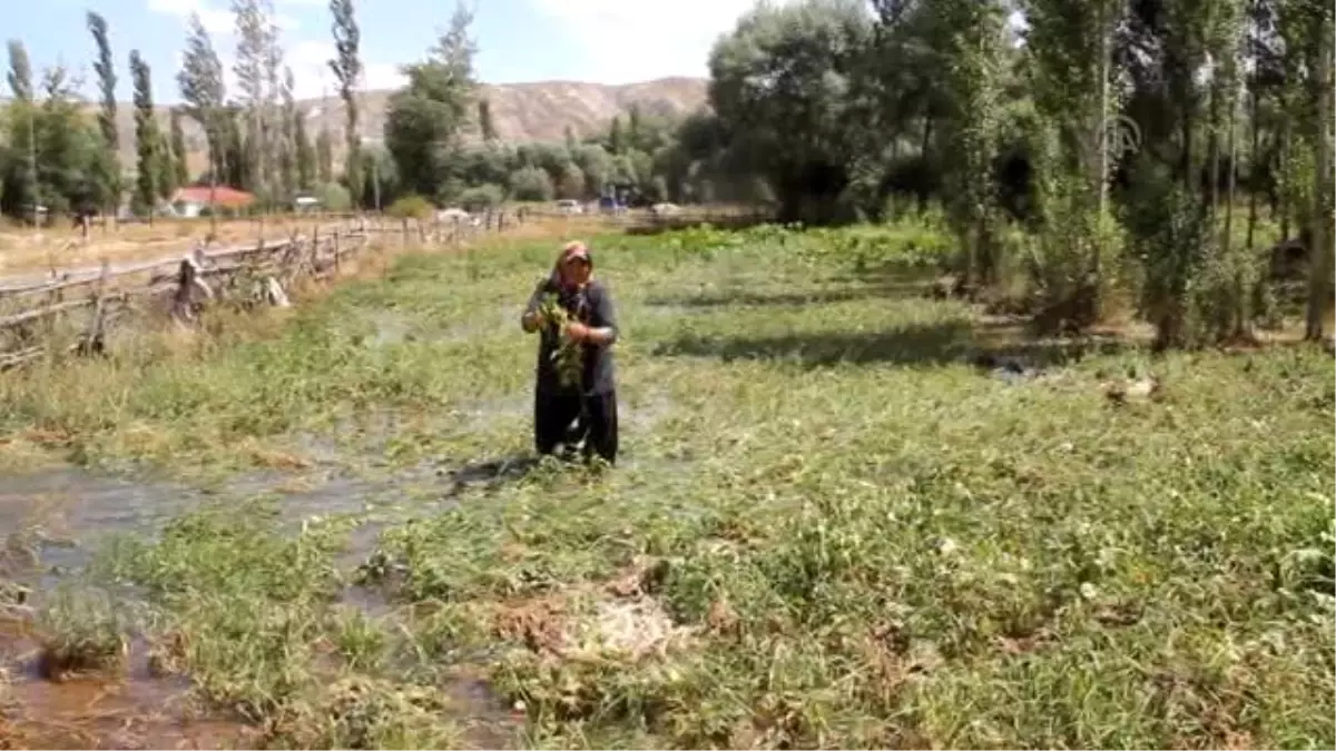 Sivas\'ta Sulama Hattındaki Boru 3 Ay Sonra Yine Patladı