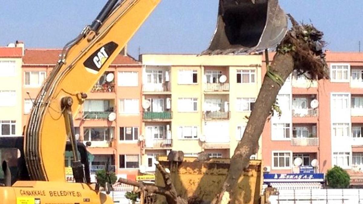 Yeşil Bina" Yapmak İçin Belediye Alanındaki Çınar Ağaçları Söküldü